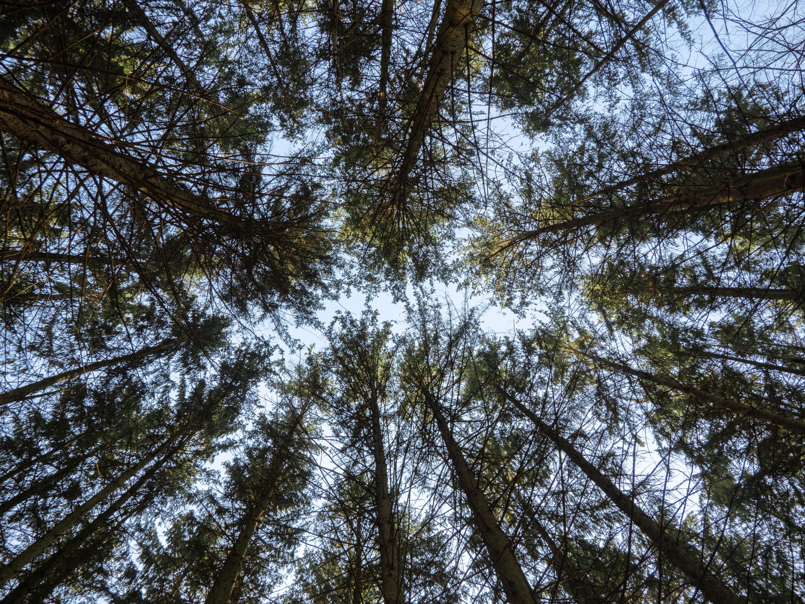 A view from below of tall pine trees stretching towards a clear sky.