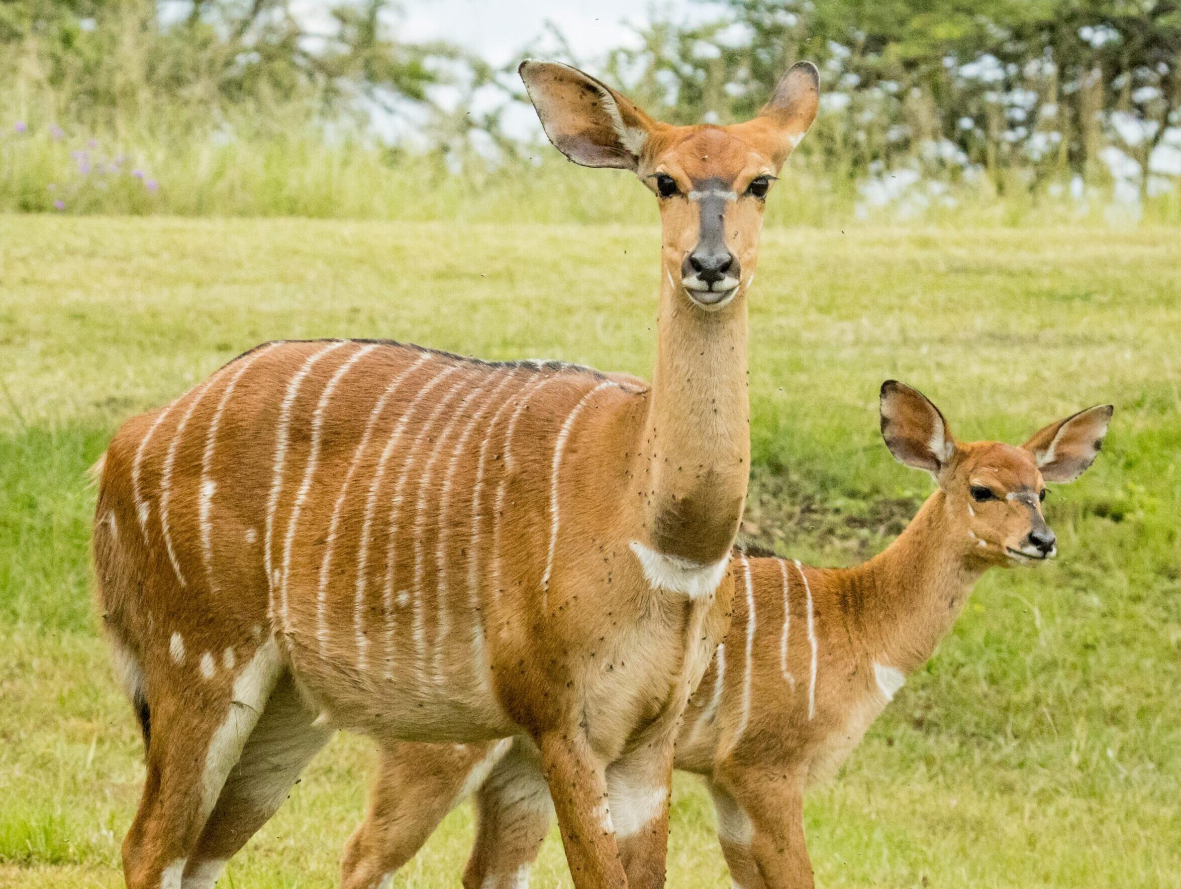Two nyala antelopes standing gracefully in an open field, showcasing their distinct stripes and natural beauty.